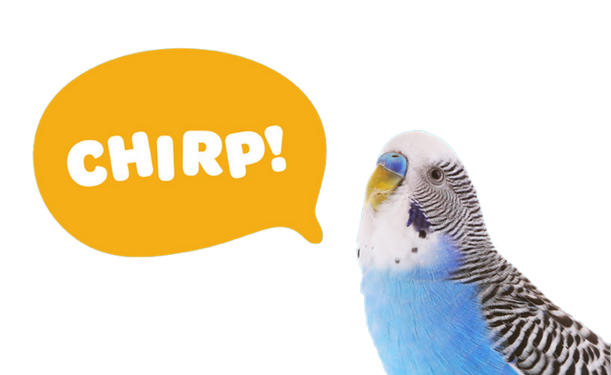 chirp