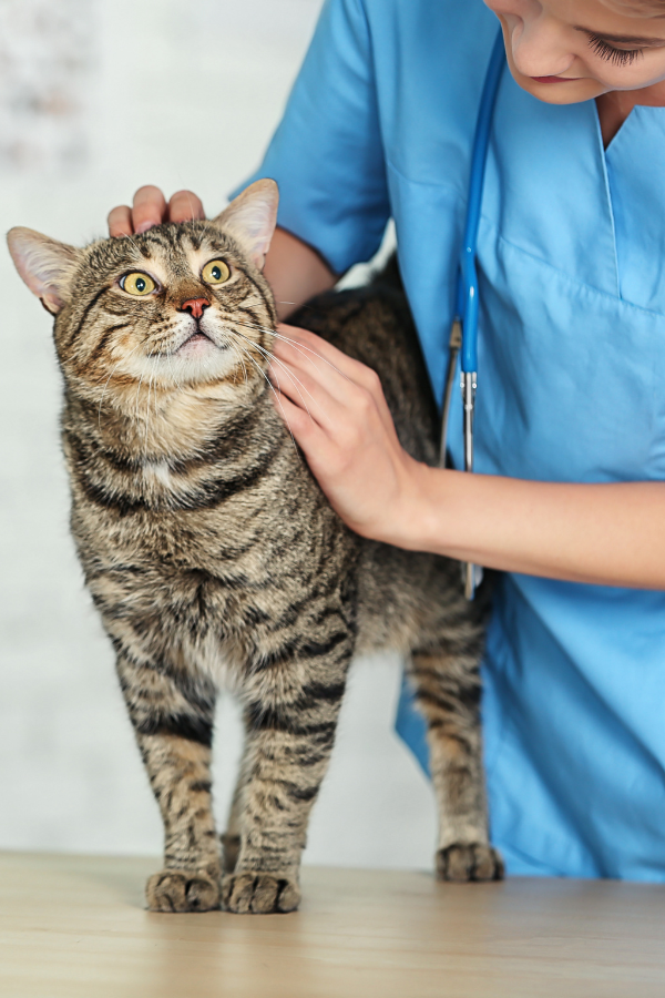 Veterinary Care